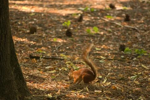 Red squirrel in the summer in the forest environment cones walk Stock Photos