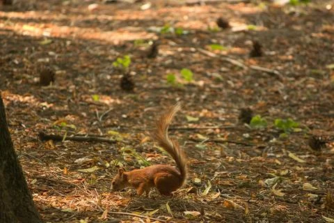 Red squirrel in the summer in the forest environment cones walk Stock Photos