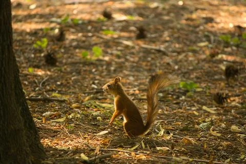 Red squirrel in the summer in the forest environment cones walk Stock Photos