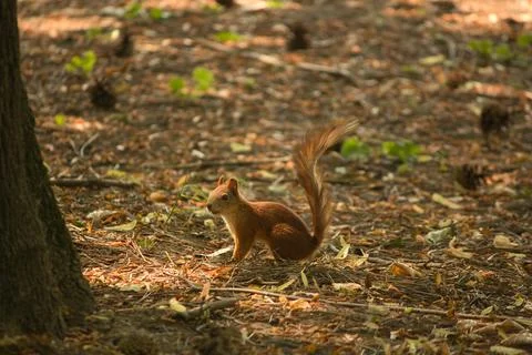 Red squirrel in the summer in the forest environment cones walk Stock Photos