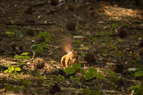 Red squirrel in the summer in the forest environment cones walk Stock-Fotos