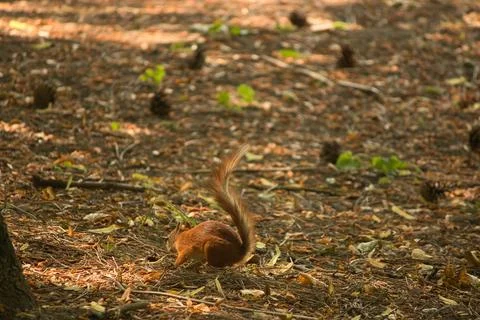 Red squirrel in the summer in the forest environment cones walk Stock Photos