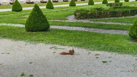 Red Squirrel in Summer Garden Stock Photos