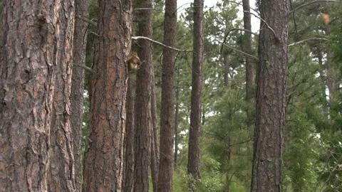 Red Squirrel in Summer in Ponderosa Pine Tree in Black Hills South Dakota Stock Footage 148829014