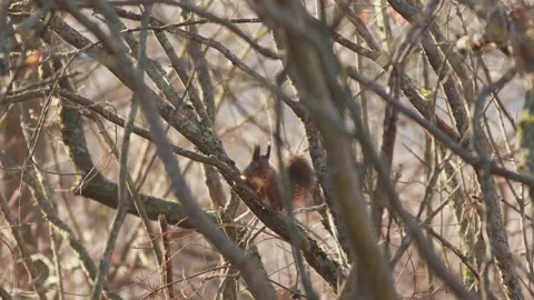 Red squirrel on sunlit branch resting then running away Stock Footage 329323885