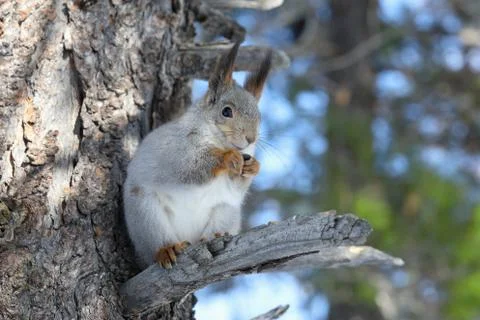 Red squirrel Sunny day on the branches in Siberia Fotos de archivo