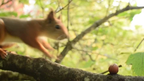 Red Squirrel takes Hazelnut from branch in Norwegian tree Stock Footage 143800111
