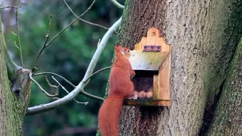 Red squirrel takes nuts from wooden feeder Stock Footage 345059128