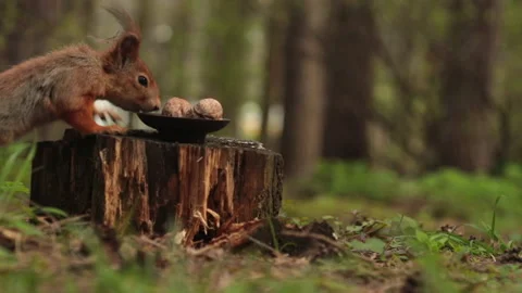 A red squirrel takes a walnut from a plate close-up. Stock Footage 154783559