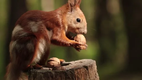 Red squirrel takes a walnut on a stump close up 스톡 동영상 243577607