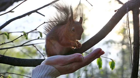 Red squirrel taking nuts from female palm Stock Footage 56773299