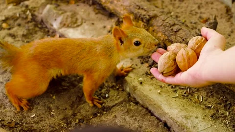 Red squirrel taking walnuts from a hand. Stock Footage 341110014