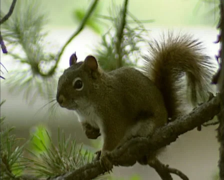 Red Squirrel, Tamiasciurus hudsonicus, on tree branch + scratching flea bites Stock Footage 35043522
