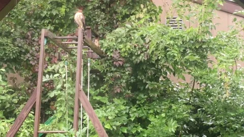 Red Squirrel Taunting Hawk 스톡 동영상 117139406