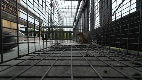 Red Squirrel Transported in Humane Cage Prior to Release Stock Footage 336689852
