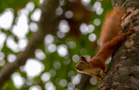 Red squirrel on a tree, with a beautiful bokeh in the background. Low depth o Stock Photos