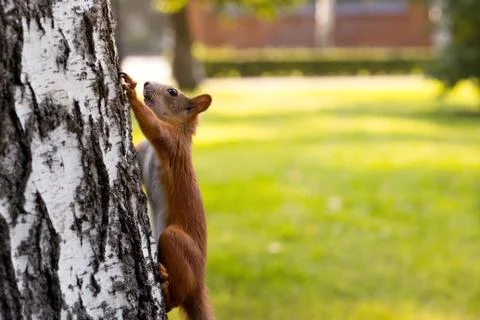 Red squirrel on the tree.  Blurred background with copyspace Stock Photos