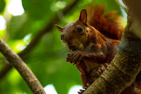 Red Squirrel on Tree Branch Eating Nut in Green Forest. Foto stock