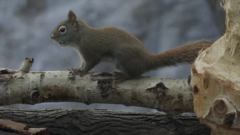 Red squirrel on tree brtanch, runs off, slomo, 2k Stock-Footage 166256103