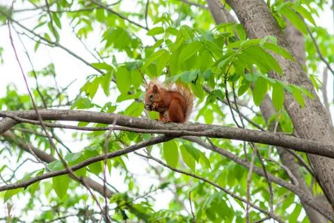 Red squirrel on a tree with a bump in its paws Stock Photos