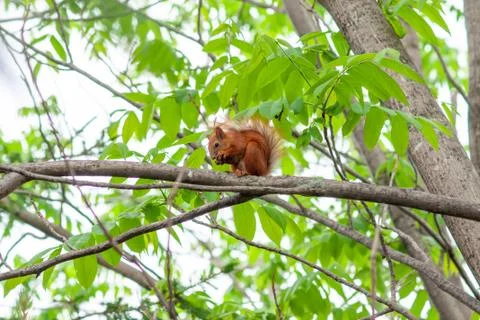 Red squirrel on a tree with a bump in its paws Stock Photos