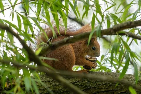 Red Squirrel on the tree eat the nut. Wild animal in garden at summer sunny.. Stock Photos