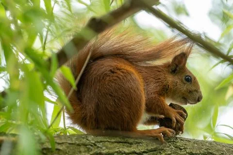 Red Squirrel on the tree eat the nut. Wild animal in garden at summer sunny.. Stock Photos
