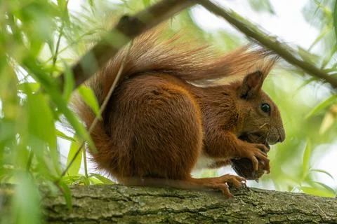 Red Squirrel on the tree eat the nut. Wild animal in garden at summer sunny.. Stock Photos