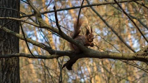 Red squirrel on a tree eating nuts in the forest Stock Photos