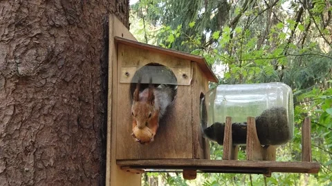 Red squirrel on a tree eating a walnut in the park Video stock 153974929