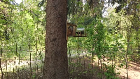 Red squirrel on a tree eating a walnut in the park Video stock 153975971