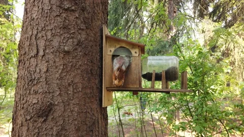 Red squirrel on a tree eating a walnut in the park Stock Footage 153976000