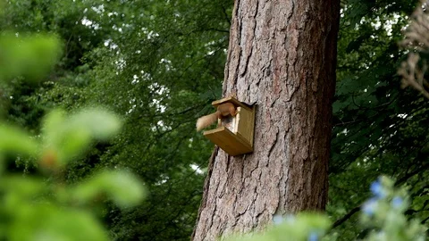 Red Squirrel at tree feeder box Stock Footage 91022835