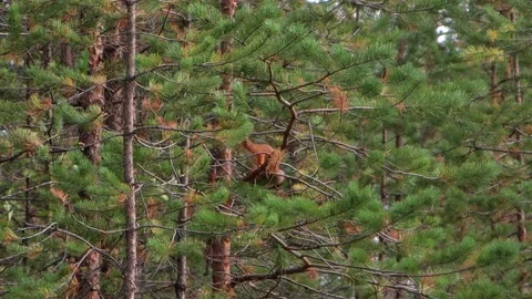 Red squirrel on a tree Stock Footage 160750970