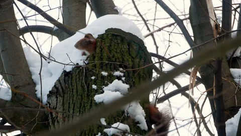 Red Squirrel on tree forest 4k Stock-Footage 85993793