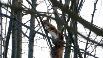 Red Squirrel on tree forest 4k Stock-Footage 85994161