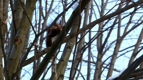 Red Squirrel on tree forest 4k Stock-Footage 85994529