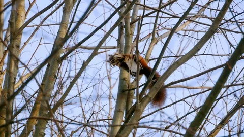 Red Squirrel on tree forest 4k Stock-Footage 85995329