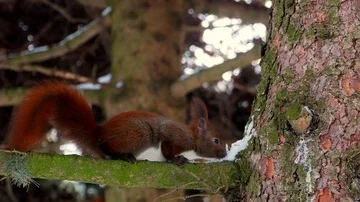 Red Squirrel on tree forest 4k Stock-Footage 85995667