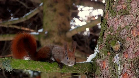 Red Squirrel on tree forest 4k Stock-Footage 85996499