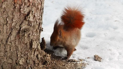 Red Squirrel on tree forest 4k Stock-Footage 85997601