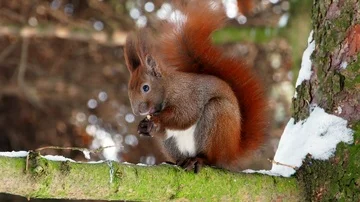 Red Squirrel on tree forest 4k Stock Footage 85998131