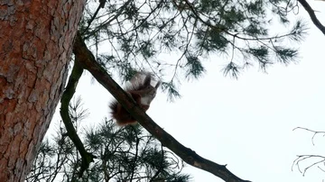 Red Squirrel on tree forest 4k Stock-Footage 85998495