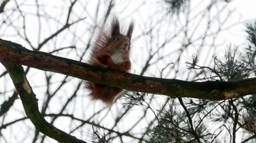 Red Squirrel on tree forest 4k Stock-Footage 85998659
