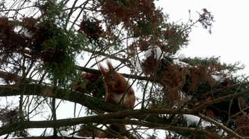 Red Squirrel on tree forest 4k Stock-Footage 85999019