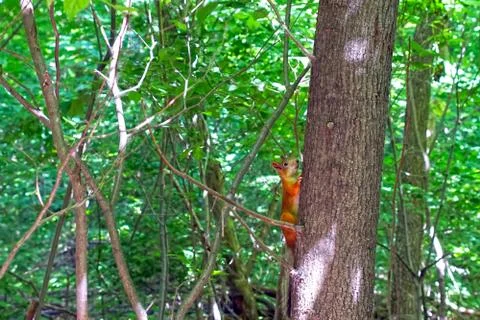 Red squirrel on a tree in the forest Stock Photos