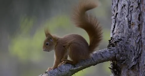 Red squirrel in tree Germany Stock Photos