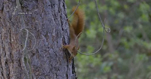 Red squirrel in tree Germany Stock Photos