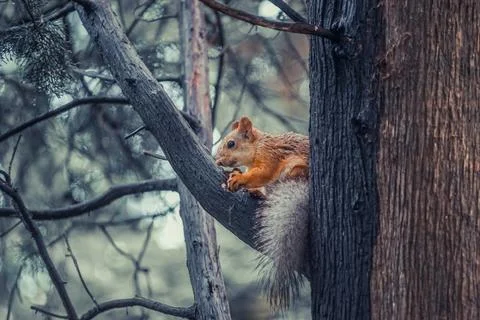 Red squirrel on a tree holding a nut. Stock Photos