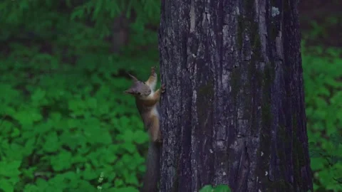 The red squirrel in the tree looks around and then runs away. The squirrel has Video stock 130342916